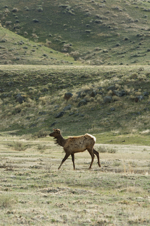 Yellowstone_Elk_01_by_mybearjana.jpg