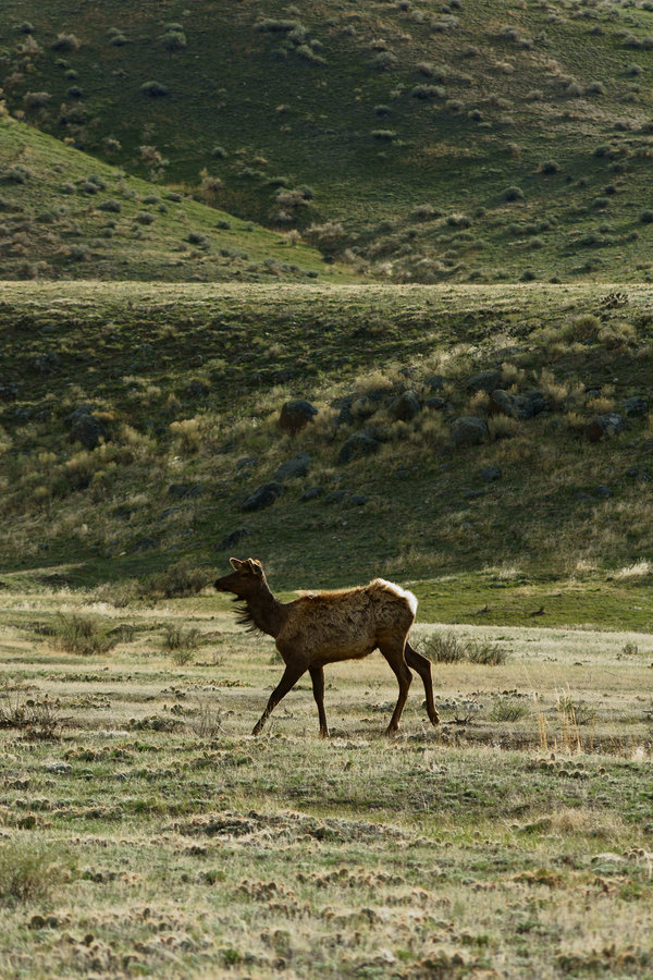Yellowstone_Elk_01_by_mybearjana.jpg