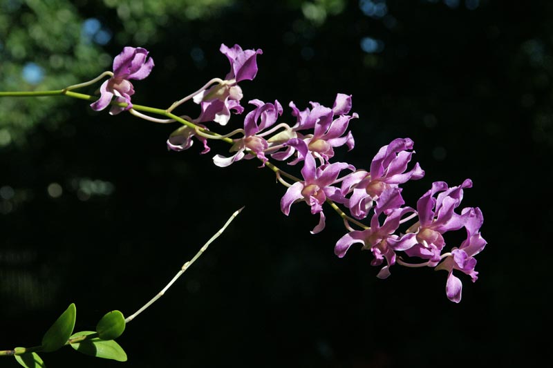 DSC00339.jpg