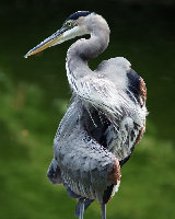 210mm, f/4.5, 1/125 sec., ISO 200