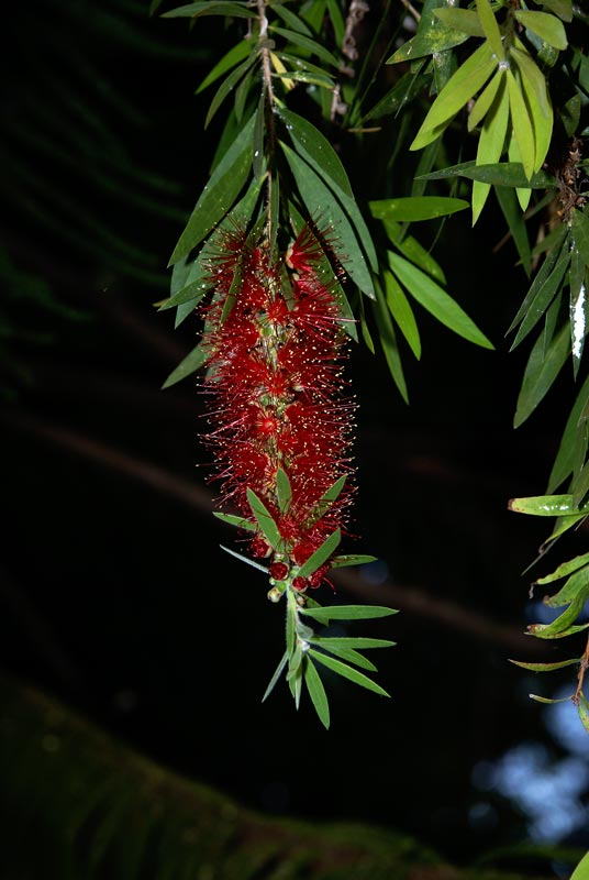 A100Dsc0977.jpg