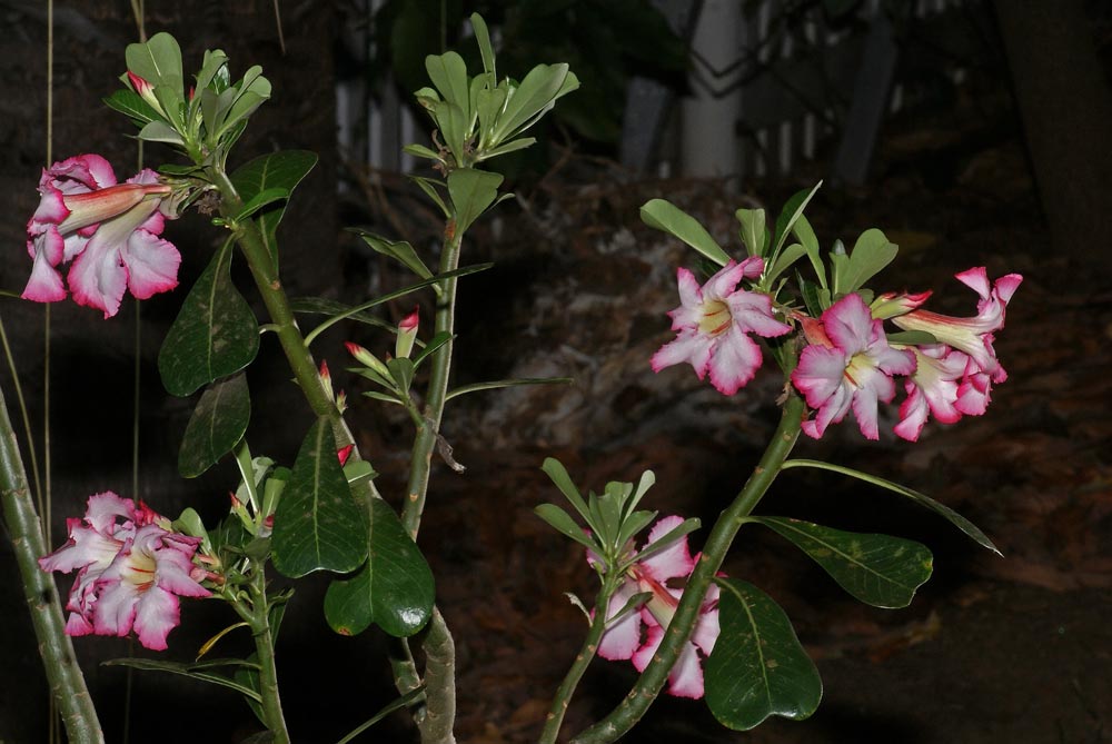 DSC01246-copy.jpg