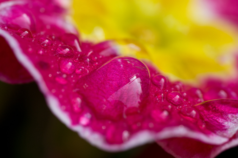 Wet Flower.jpg