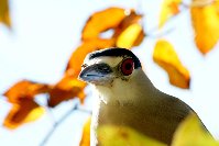 Night Heron.jpg