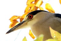 Night heron2.jpg