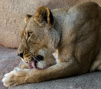 Nice kitty.