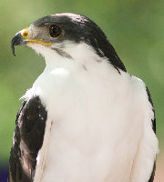 DSC02516a.jpg