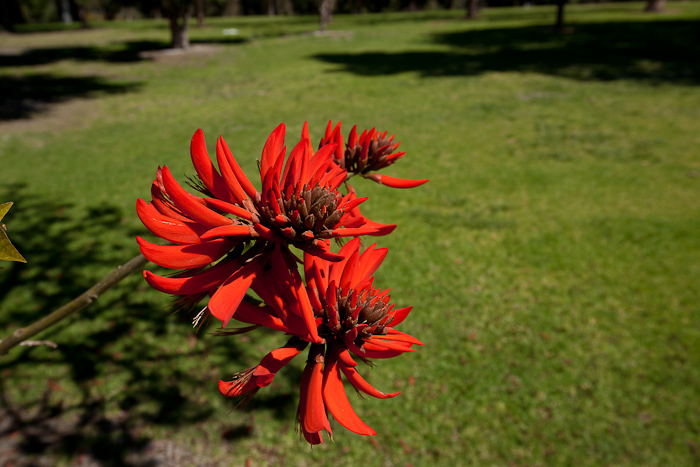 Flame Tree.jpg