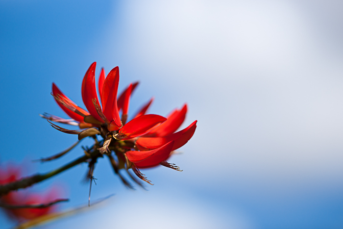Flame Tree 135.jpg