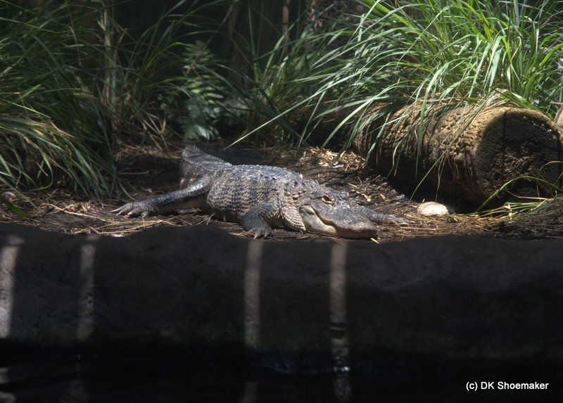 As an UF alum, I could be related. ;-)