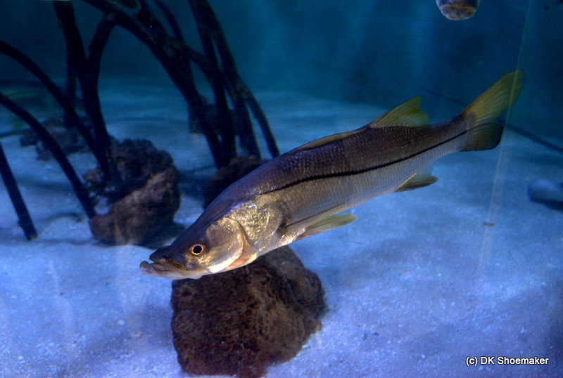 A snook, an anglers dream