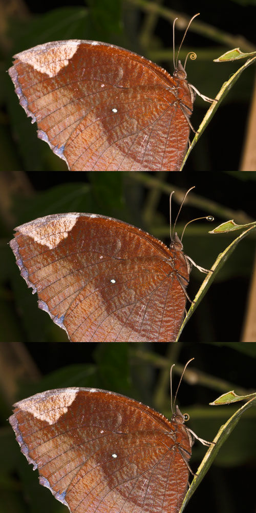 butterflyfeeding-sk-web.jpg