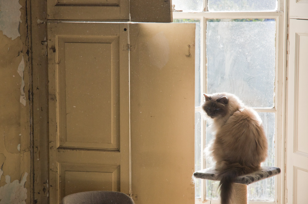 oldshutters-elmo.jpg