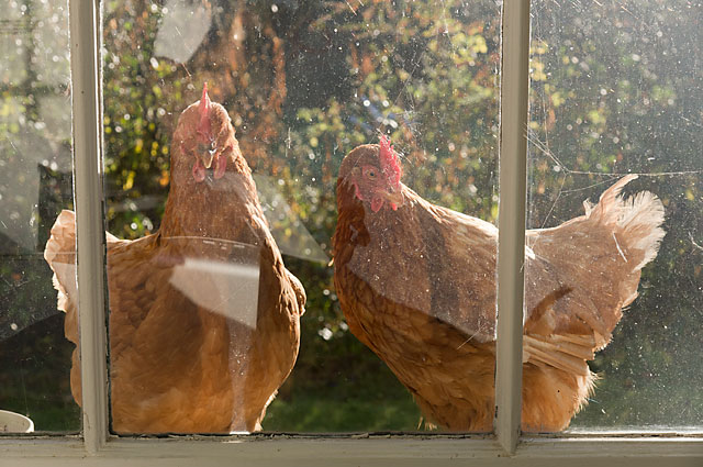 hensatwindow.jpg