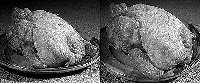 chickens.jpg