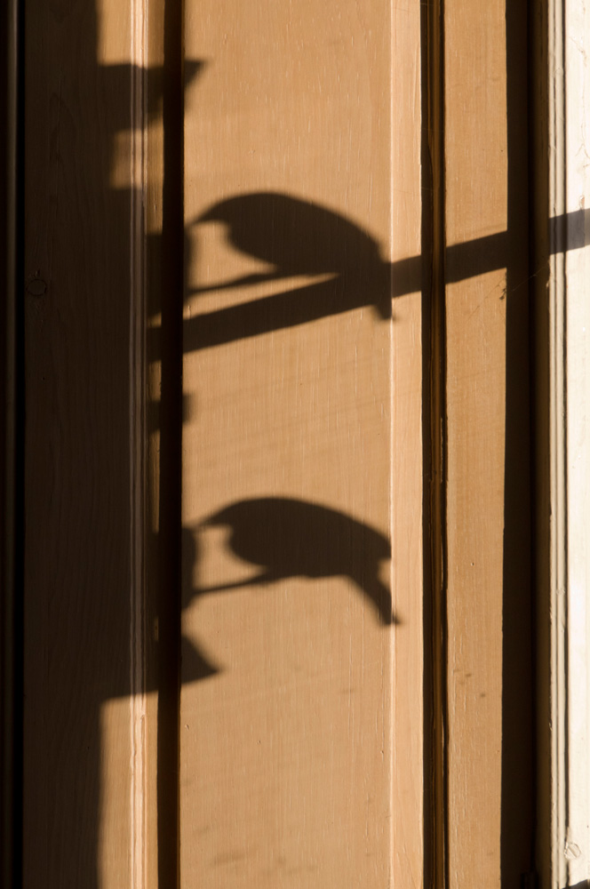 birdfeedershadow-2.jpg