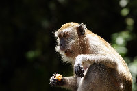 BatuCaves05.jpg