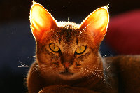 Cat-012.jpg