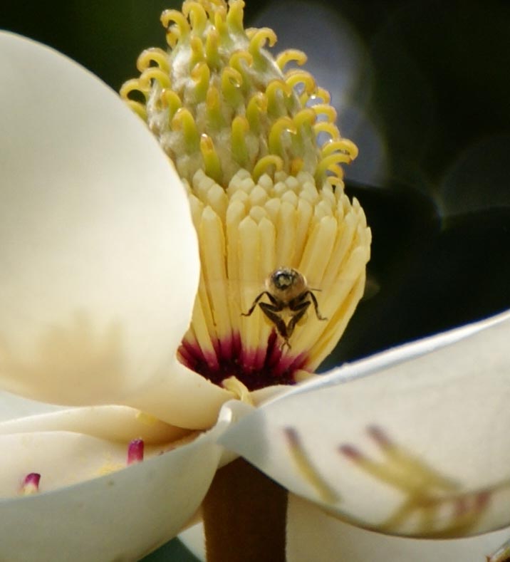 Bee.jpg
