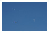 gull.jpg