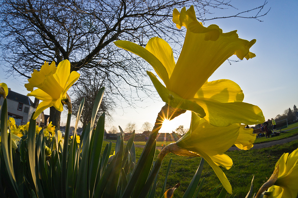 daffodilultraclose1.jpg
