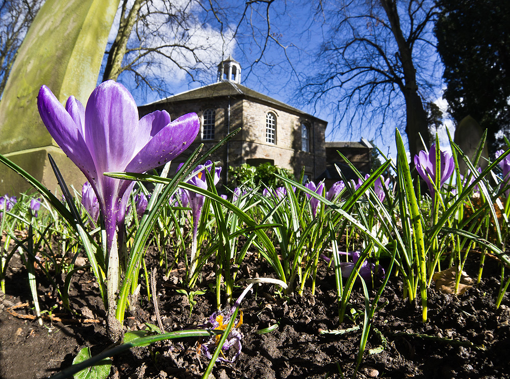 crocusbed-fisheye1.jpg