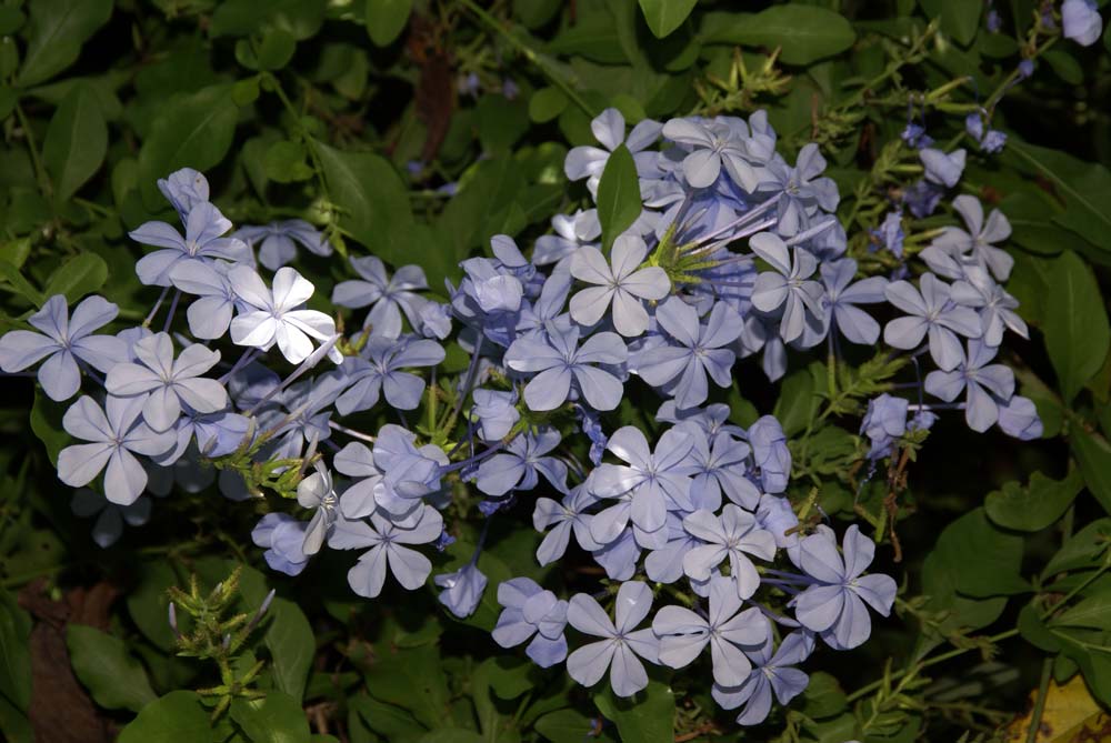DSC03505.jpg