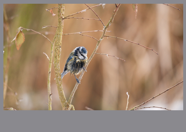 Scruffy blue tit.jpg
