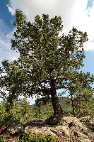 PICT6023a.jpg