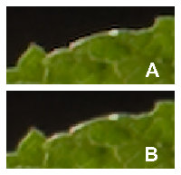 ACR upsizing artifacts at 400 % view