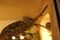 _DSC0204_resized.JPG
