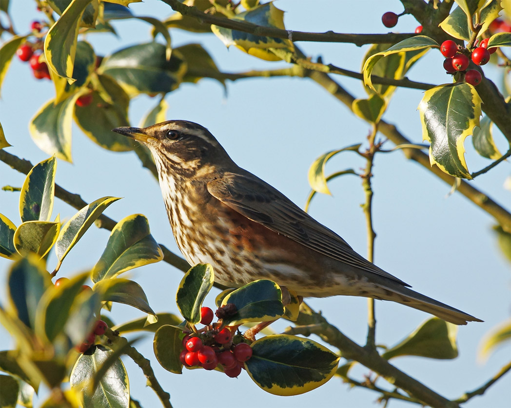 FIELDFARE-ON-HOLLY.jpg