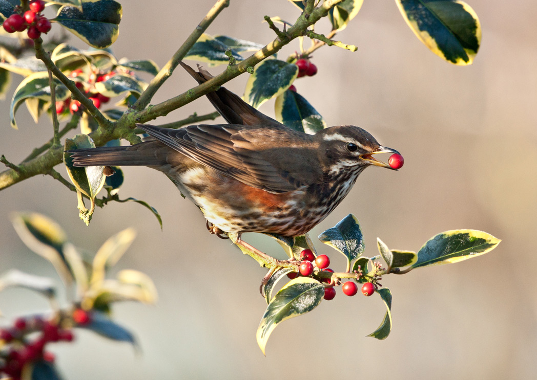 redwing-eating-holly-berry.jpg