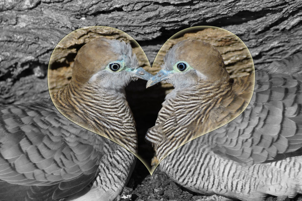 heartdoves1-fx-web.jpg