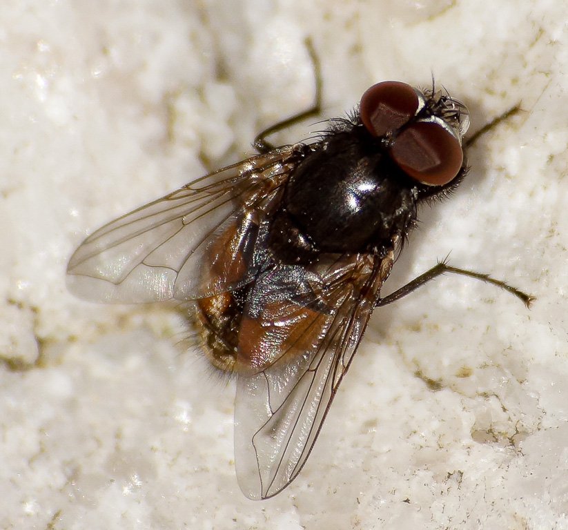 Fluga 1024-08871.jpg