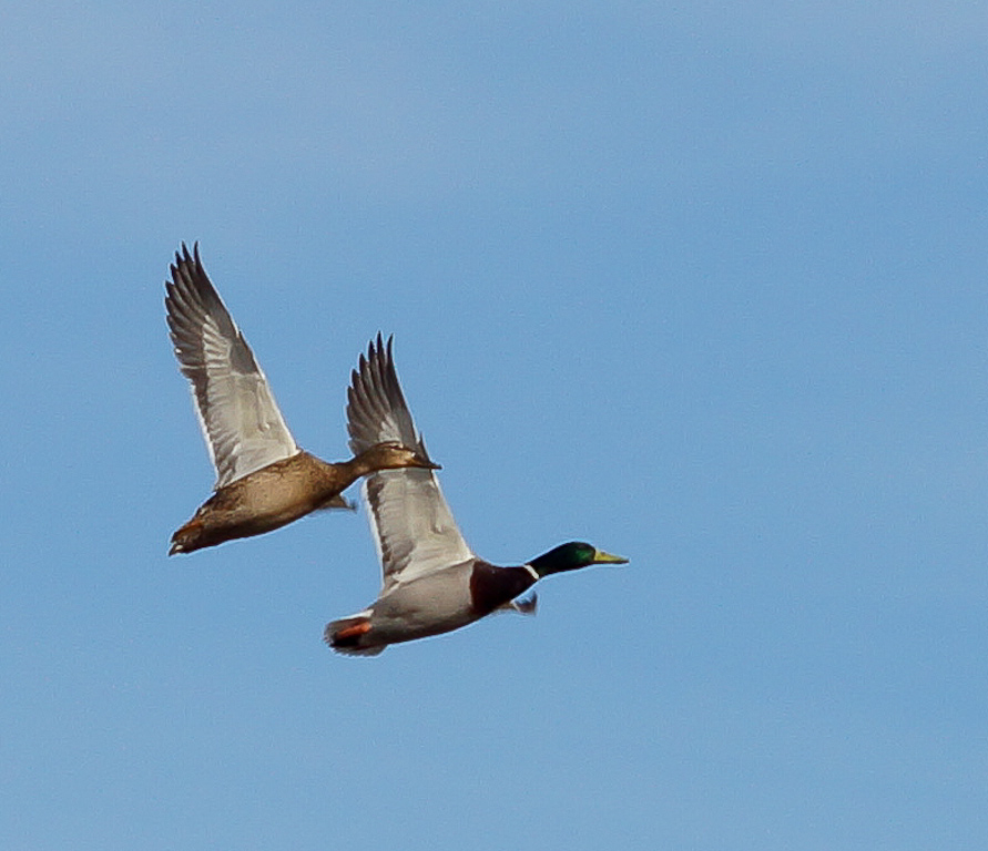 fly away_1024-08939.jpg