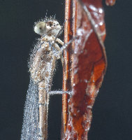 Damsel 1 (1 of 1).jpg