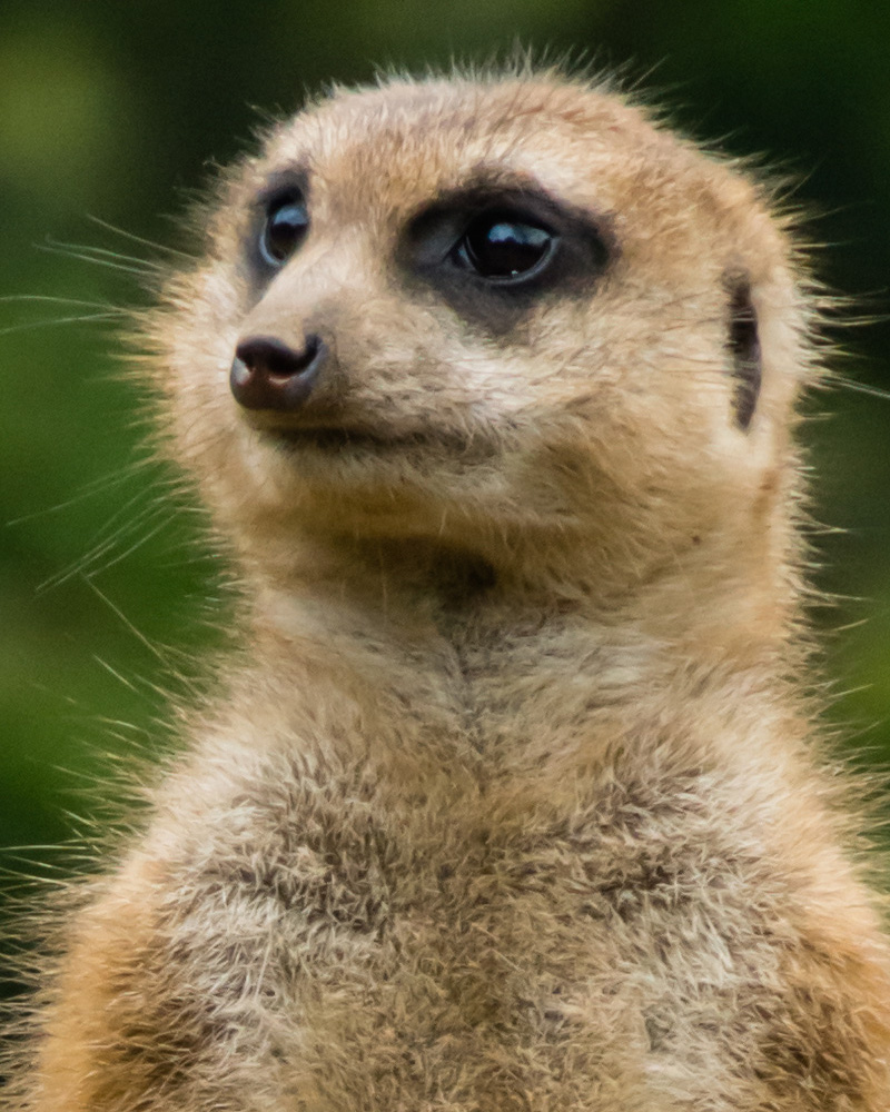 meerkat-100%clip-clip.jpg