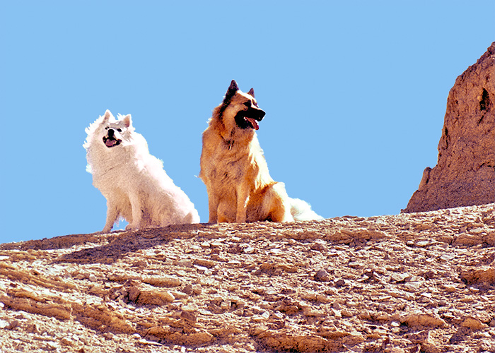 desertdoggies1.jpg