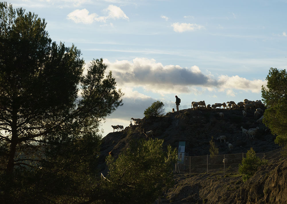 goatherd-raw.jpg
