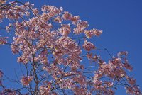 DSC04163.jpg