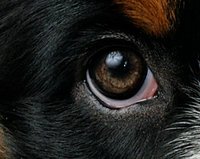 eye.jpg