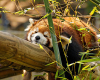 red_panda_10x8.jpg
