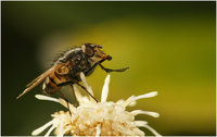 A fly moment.jpg