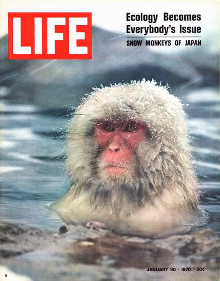 Japan_snow_monkey_Life.jpg