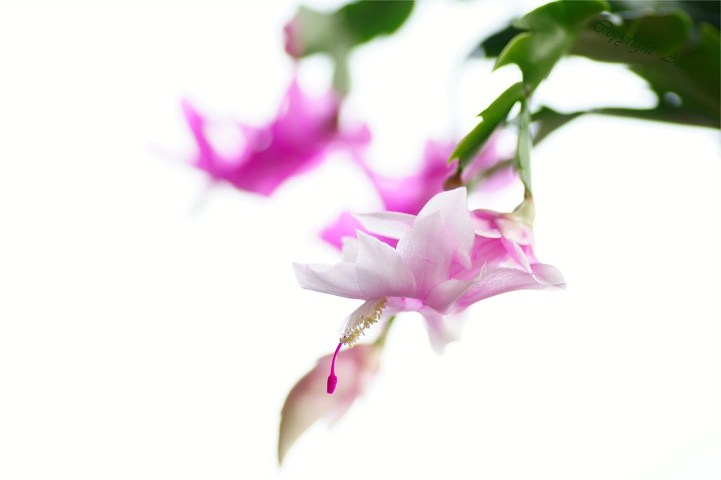 Schlumbergera-Christmas Cactus-24.12.2020.jpg