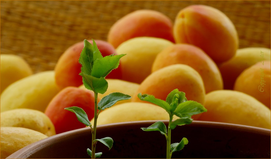 Apricots and seedlings.jpg