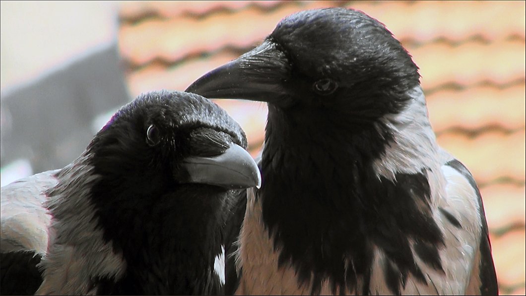 1-- Please meet 'Olive' and 'Oil', the crow friends.jpg