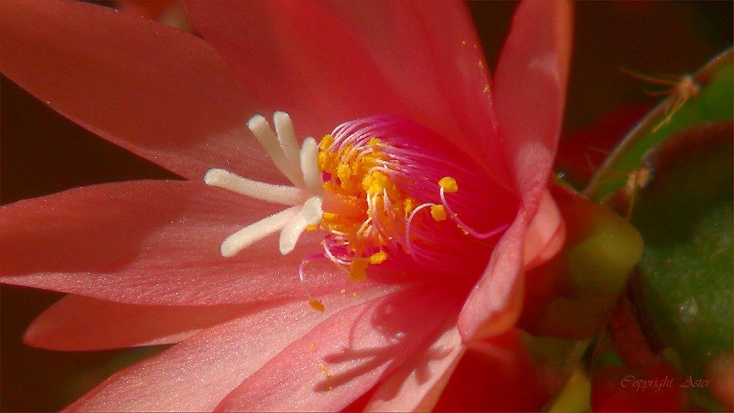 Easter Cactus - Schlumbergera gaertneri -29 April 2010.jpg