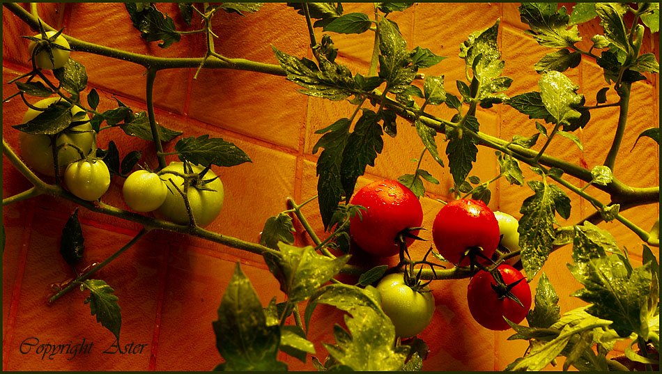 Tomato by Accident - 29 July 2010 - 08.33 am.jpg